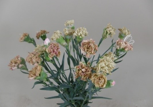 FR ethylene flowers dammage