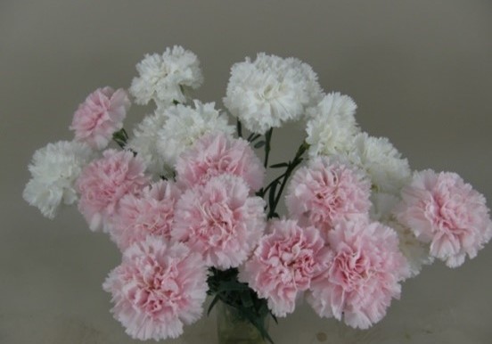 FR-ethylene-flowers-normal-2